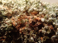 Erythricium aurantiacum