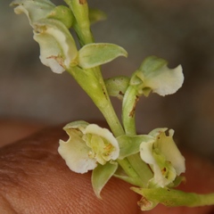 Pterygodium hastatum