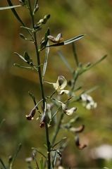 Psoralea oligophylla