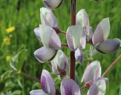 Lupinus palaestinus