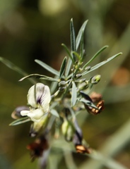 Psoralea oligophylla