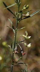 Psoralea oligophylla