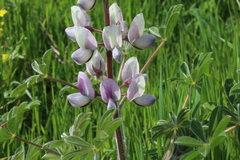 Lupinus palaestinus