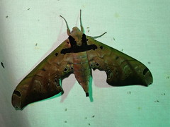 Adhemarius sexoculata