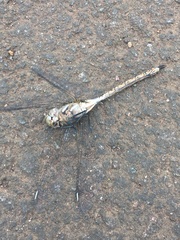 Rhionaeschna galapagoensis