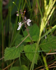 Plectranthus grallatus