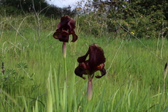 Iris atropurpurea