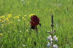 Iris atropurpurea
