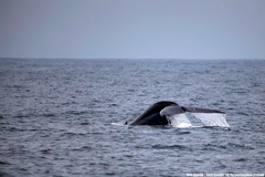 Balaenoptera musculus