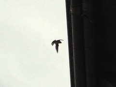 Petrochelidon pyrrhonota