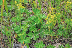 Alchemilla glaucescens