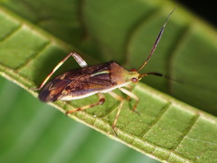 Notholopus