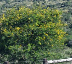 Vachellia karroo