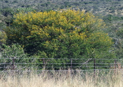 Vachellia karroo