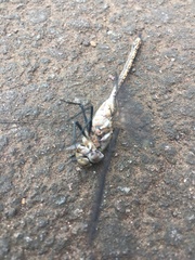 Rhionaeschna galapagoensis