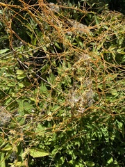 Cuscuta americana