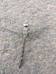 Rhionaeschna galapagoensis