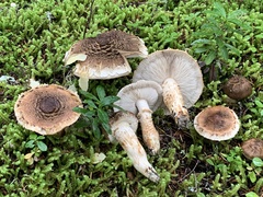 Tricholoma badicephalum
