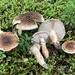 Tricholoma badicephalum - Photo (c) Drew Parker, some rights reserved (CC BY-NC), uploaded by Drew Parker