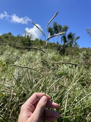 Paspalum millegranum