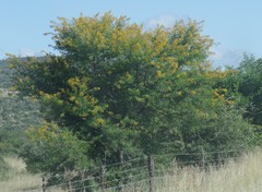 Vachellia karroo
