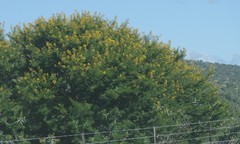 Vachellia karroo