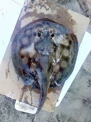 Urobatis concentricus