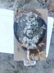 Urobatis concentricus