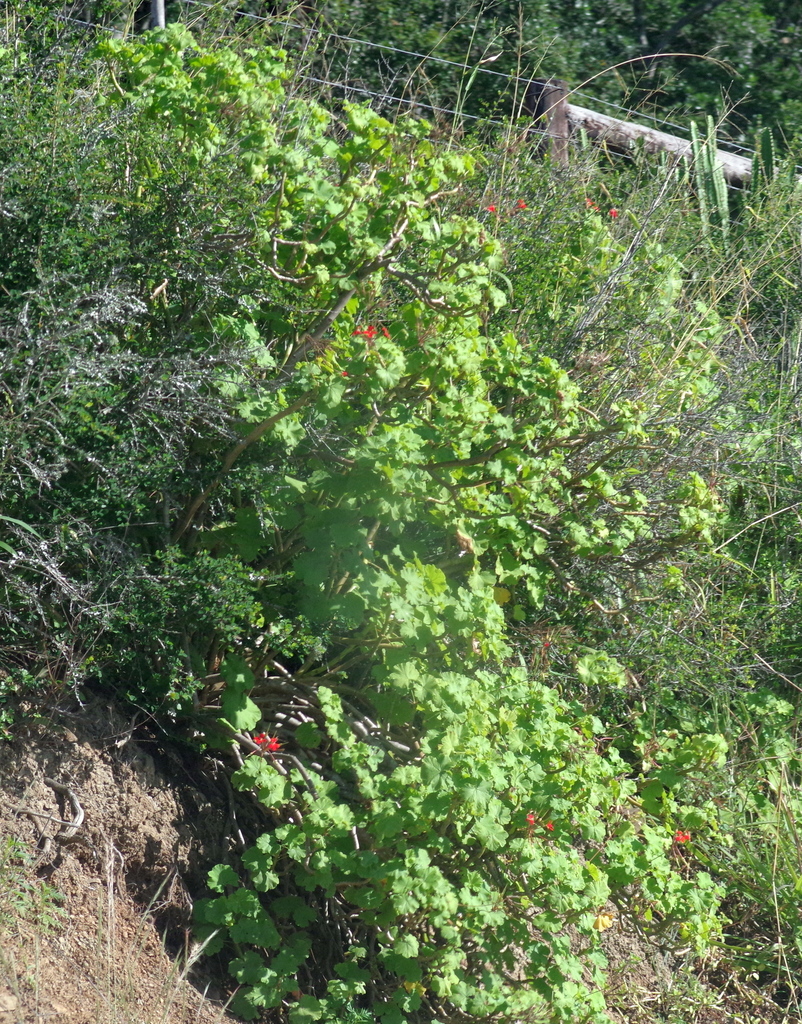Hogsback Alice Scented Storksbill from Grahamstown to Hogsback via Fort Beaufort and ...