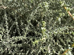 Traganum moquinii