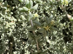 Traganum moquinii