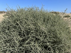Traganum moquinii