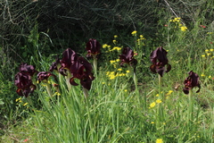 Iris atropurpurea