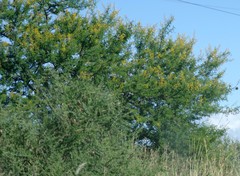 Vachellia karroo