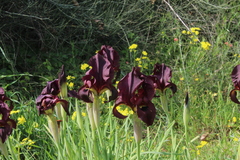 Iris atropurpurea