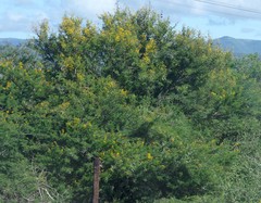 Vachellia karroo