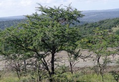 Vachellia karroo