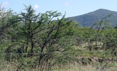 Vachellia karroo