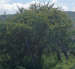 Vachellia karroo