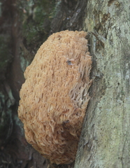 Artomyces microsporus
