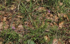 Allium tel-avivense