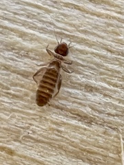 Embidopsocus