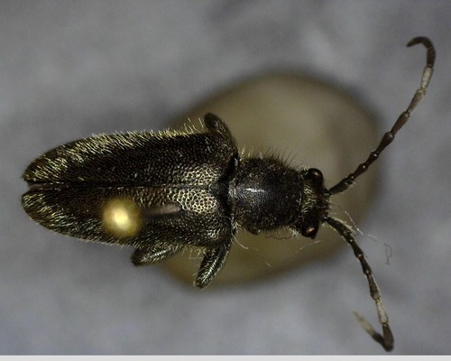 iNaturalist observation photo of Brachysomida californica