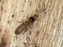 Embidopsocus