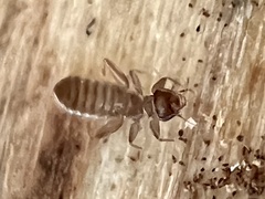 Embidopsocus