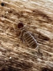 Embidopsocus