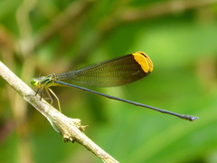Microstigma