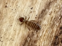 Embidopsocus
