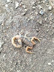 Uroplectes planimanus