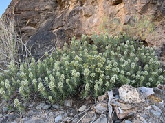 Echium decaisnei
